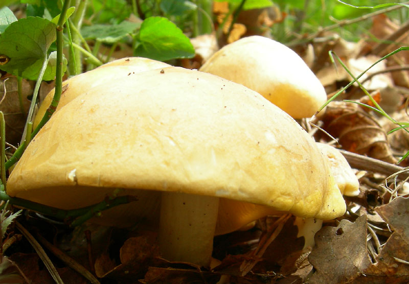 Calocybe gambosa