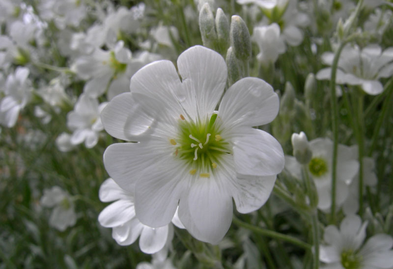 Cerastium tomentosum