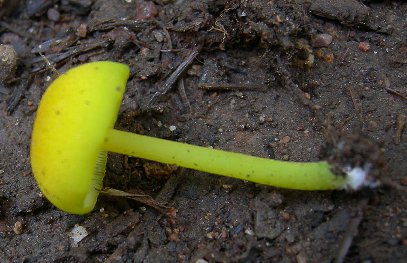 Entoloma incanum