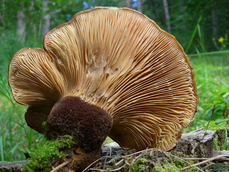 Tapinella (Paxillus)