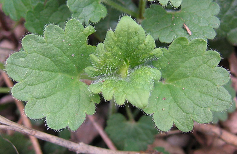 Ravina.....Glechoma hederacea