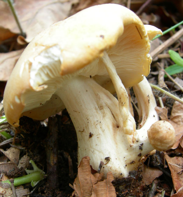 Calocybe gambosa