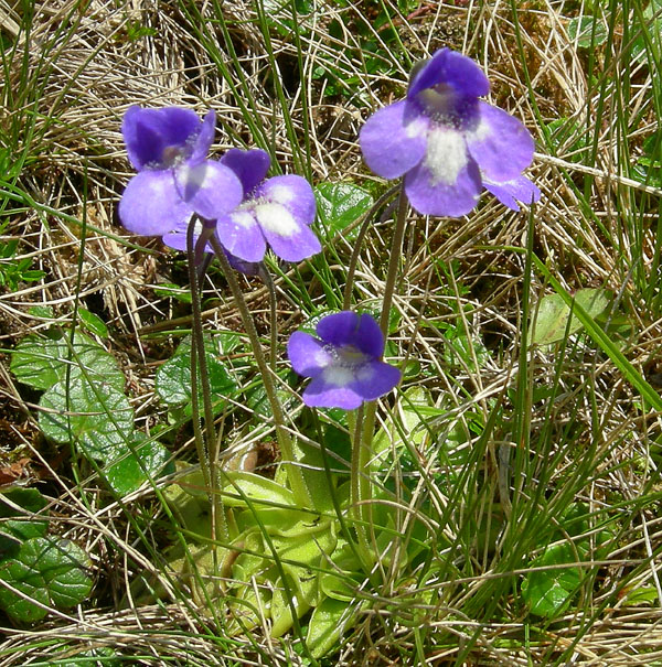 Pinguicula vulgaris