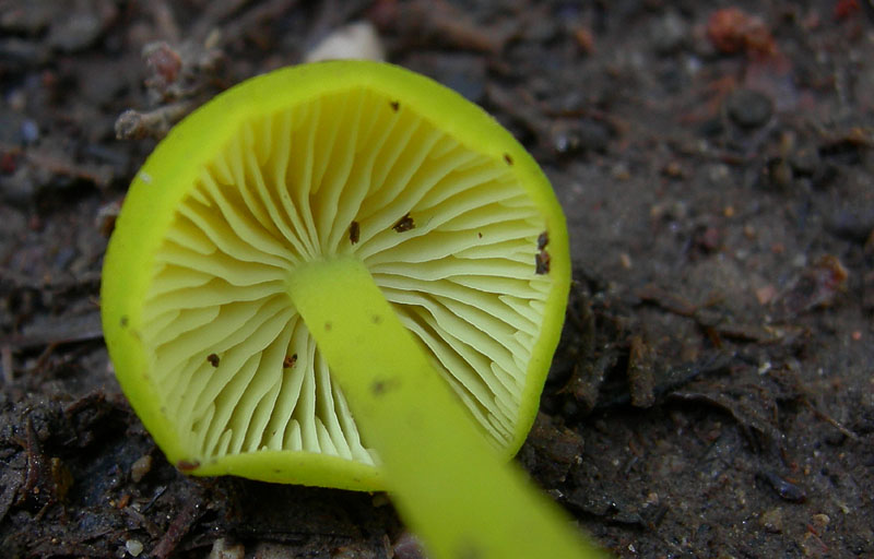 Entoloma incanum