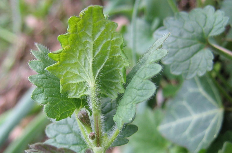 Ravina.....Glechoma hederacea