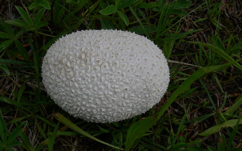 Lycoperdaceae...S.Colomba (TN)