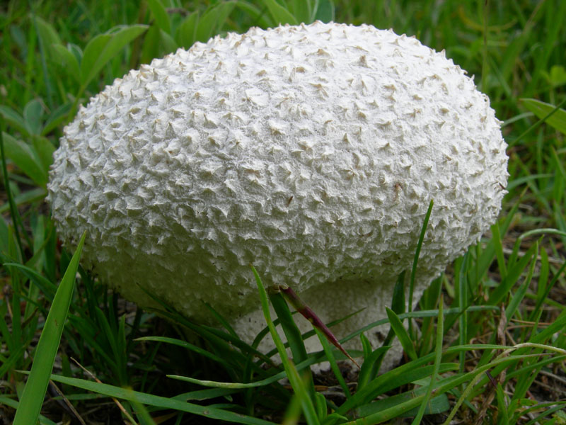 Lycoperdaceae...S.Colomba (TN)