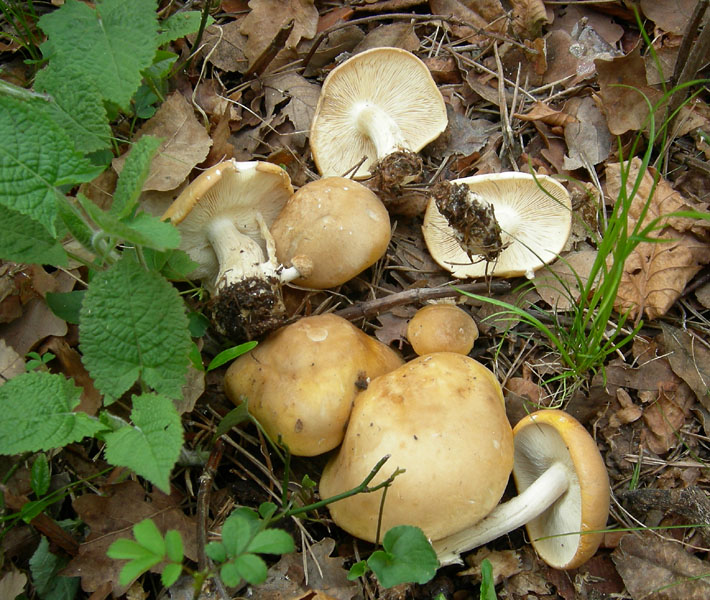 Calocybe gambosa