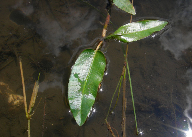 Persicaria amphibia  (=Polygonum amphibium) / Poligono anfibio