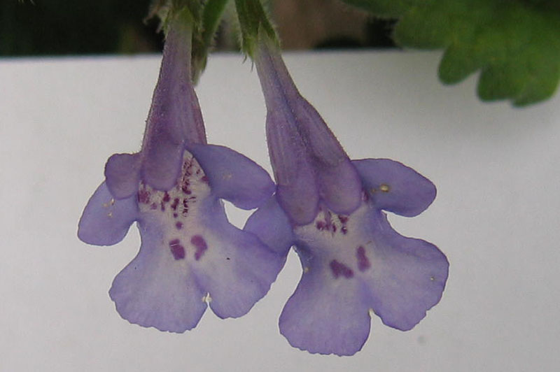 Ravina.....Glechoma hederacea