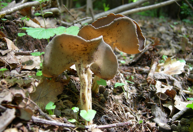 S.Colomba (TN) (cfr. Helvella queletii)