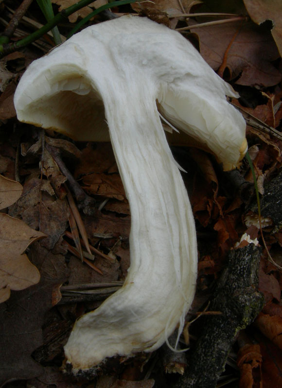 Calocybe gambosa