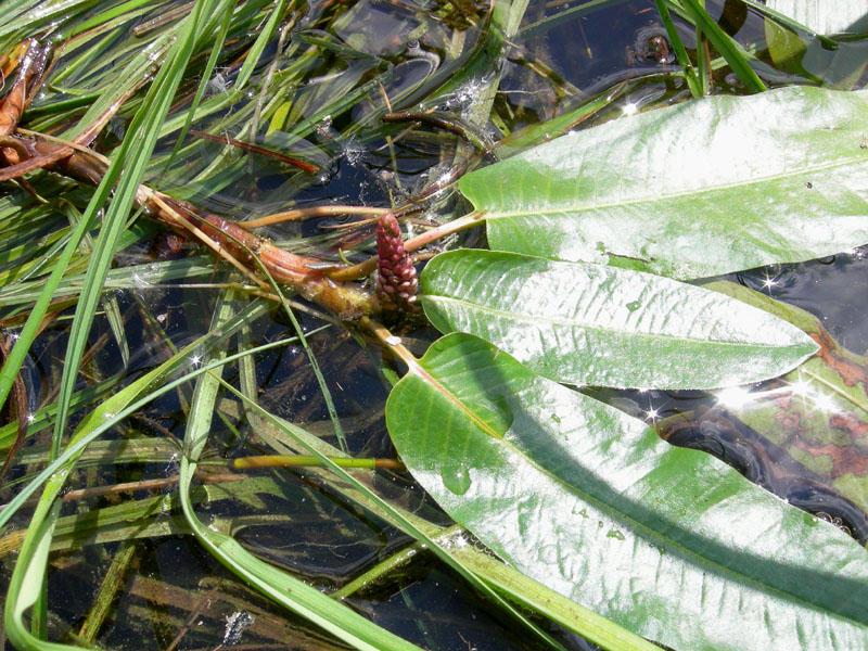 Persicaria amphibia  (=Polygonum amphibium) / Poligono anfibio