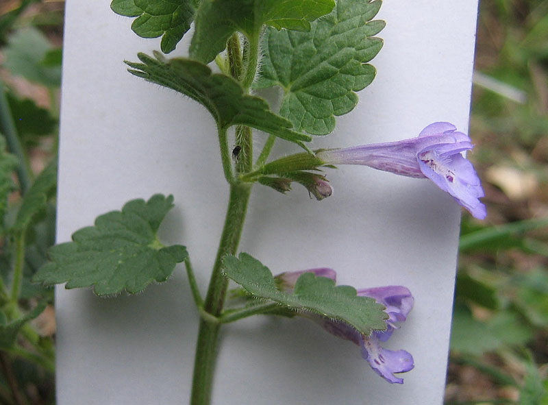 Ravina.....Glechoma hederacea