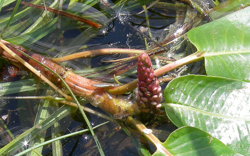 Persicaria amphibia  (=Polygonum amphibium) / Poligono anfibio