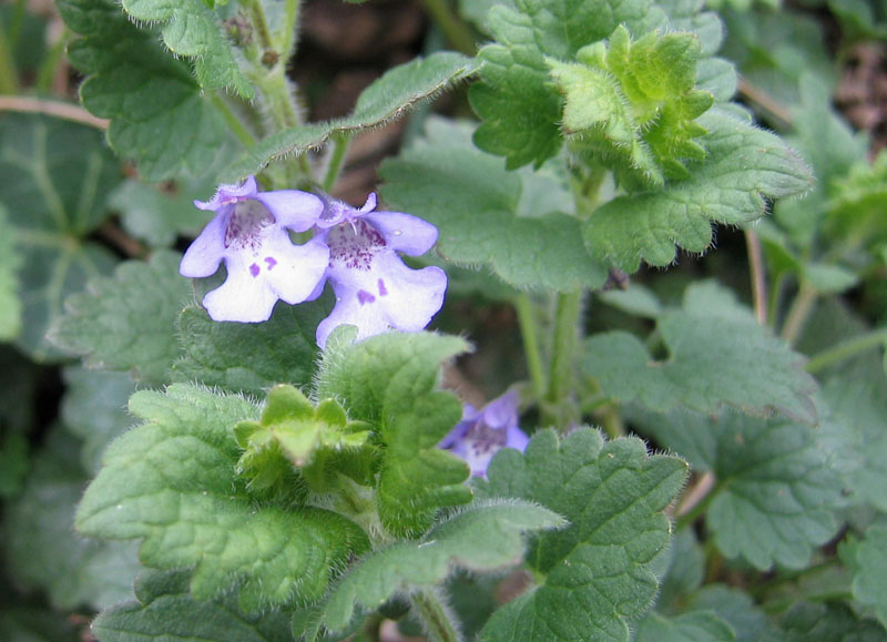 Ravina.....Glechoma hederacea