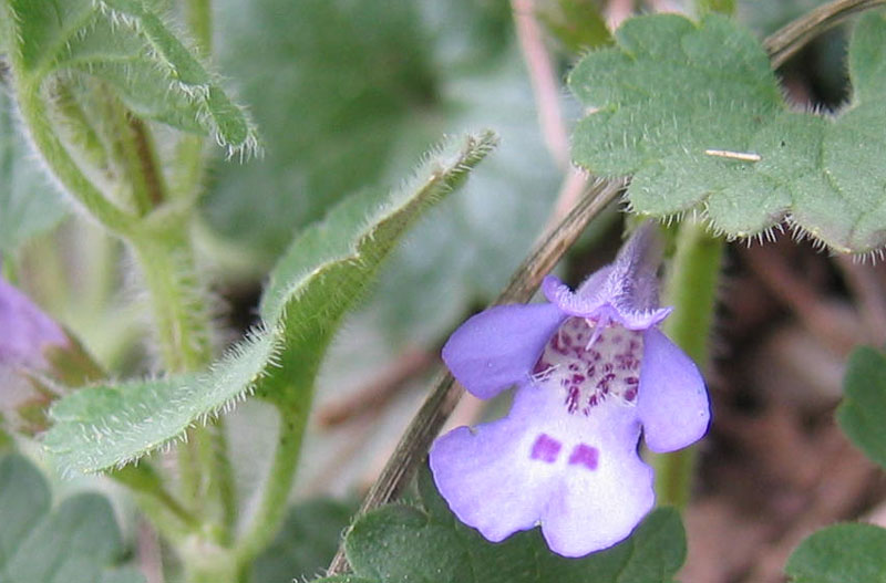 Ravina.....Glechoma hederacea