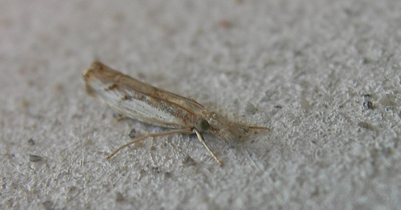 Agriphila geniculea - Crambidae.....dal Trentino