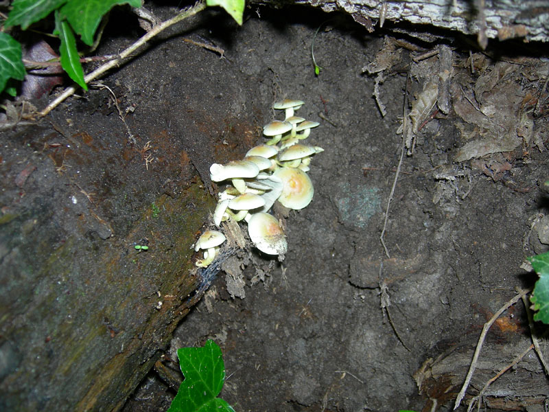 Hypholoma fasciculare...al flash (TN)