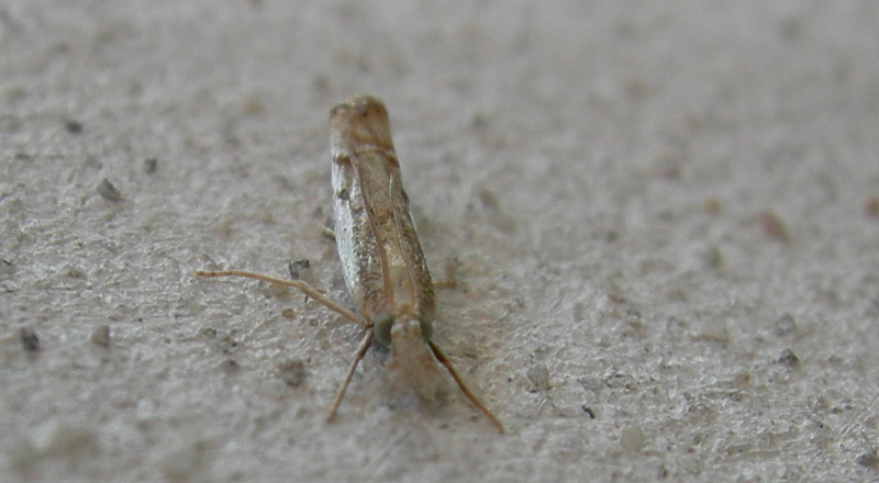 Agriphila geniculea - Crambidae.....dal Trentino