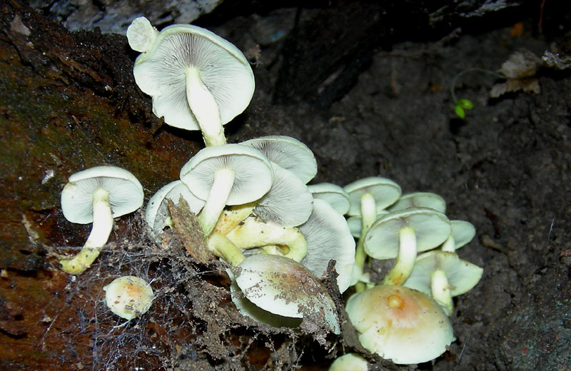 Hypholoma fasciculare...al flash (TN)