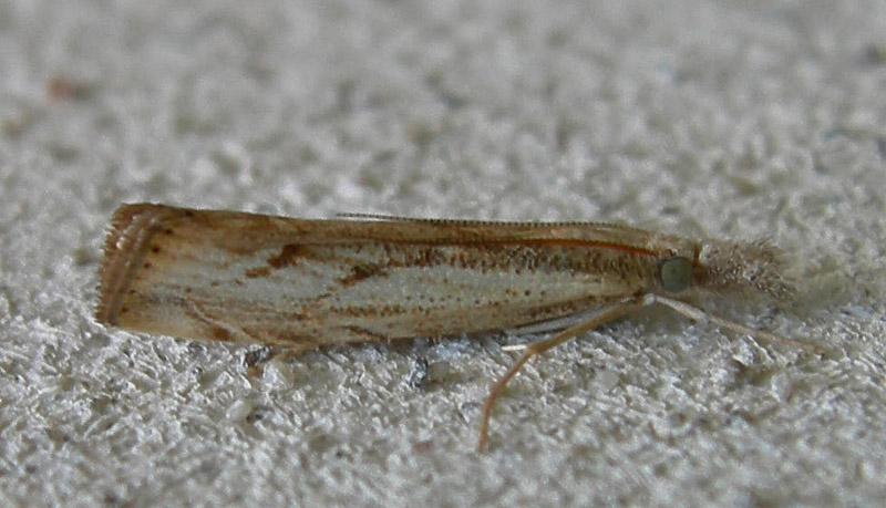 Agriphila geniculea - Crambidae.....dal Trentino