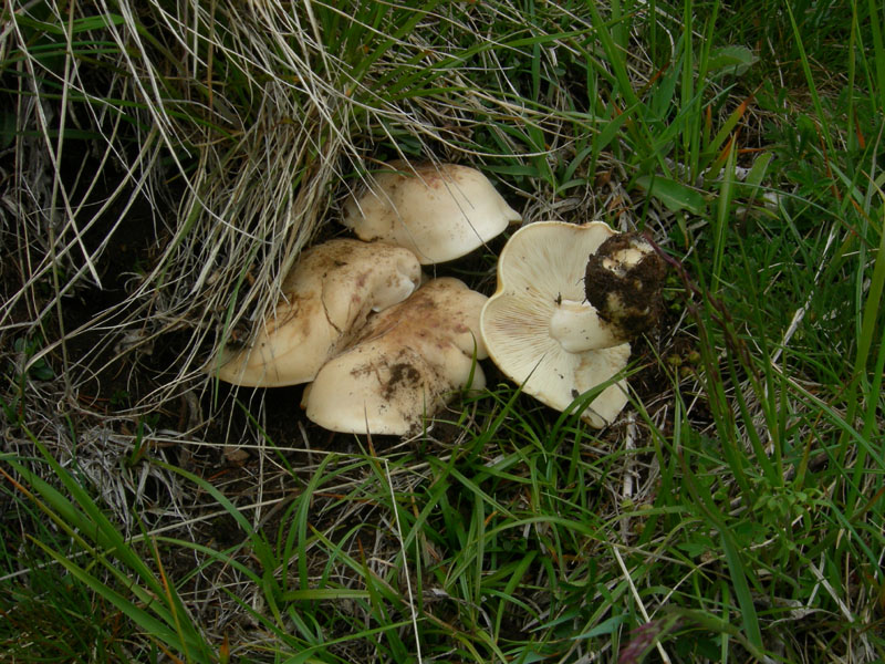 Tricholomataceae