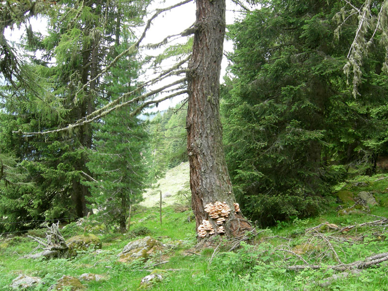 da determinare.....(Laetiporus sulphureus)