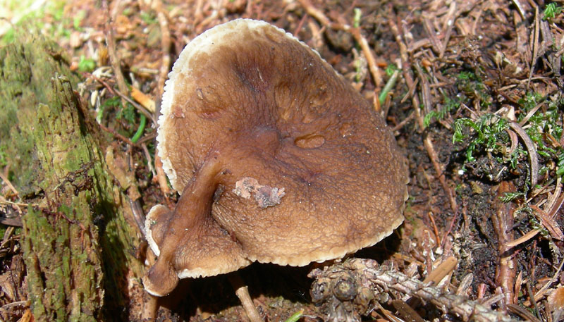 Lactarius lignyotus...con particolarit