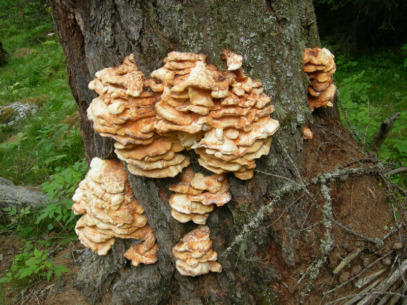 da determinare.....(Laetiporus sulphureus)