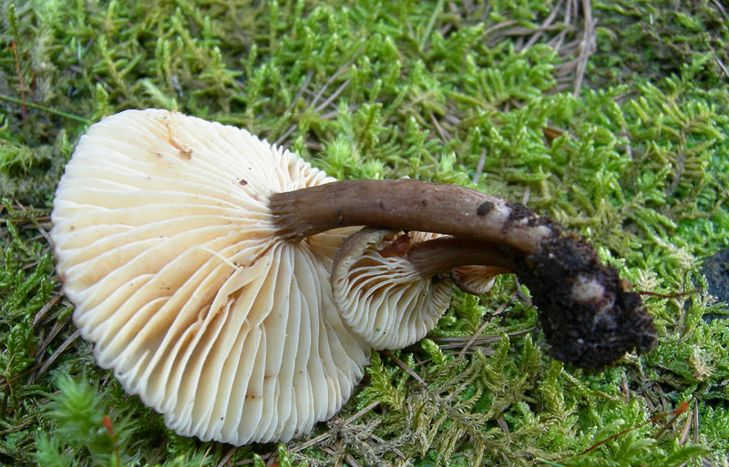 Lactarius lignyotus...con particolarit