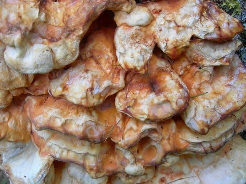 da determinare.....(Laetiporus sulphureus)