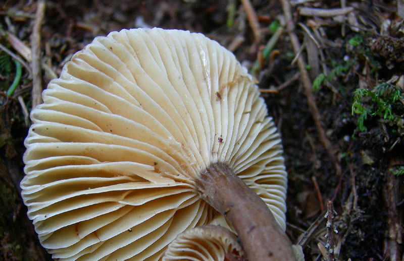 Lactarius lignyotus...con particolarit