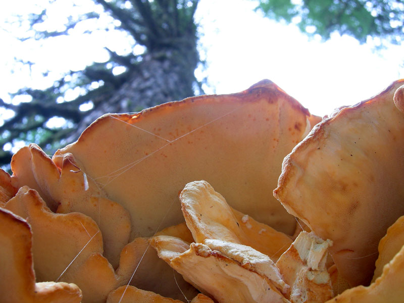 da determinare.....(Laetiporus sulphureus)