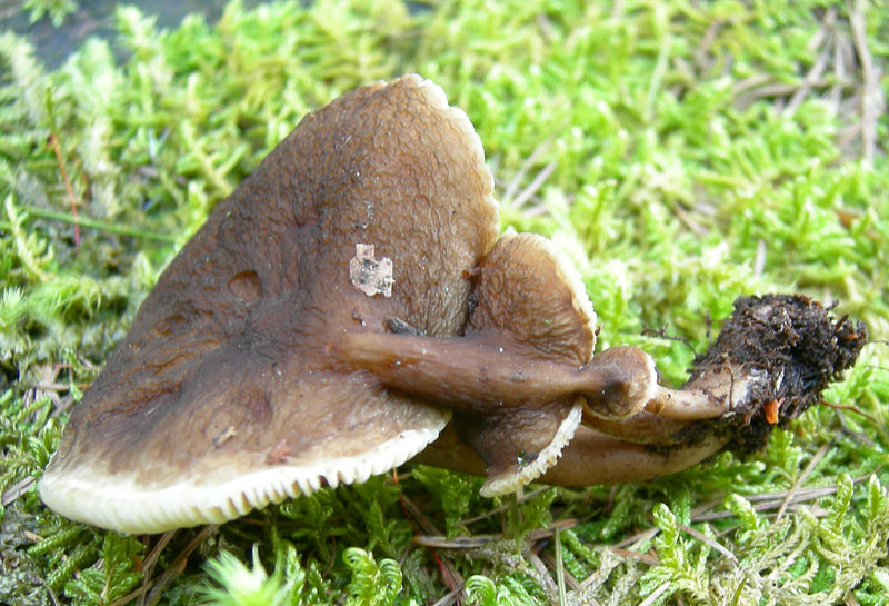 Lactarius lignyotus...con particolarit