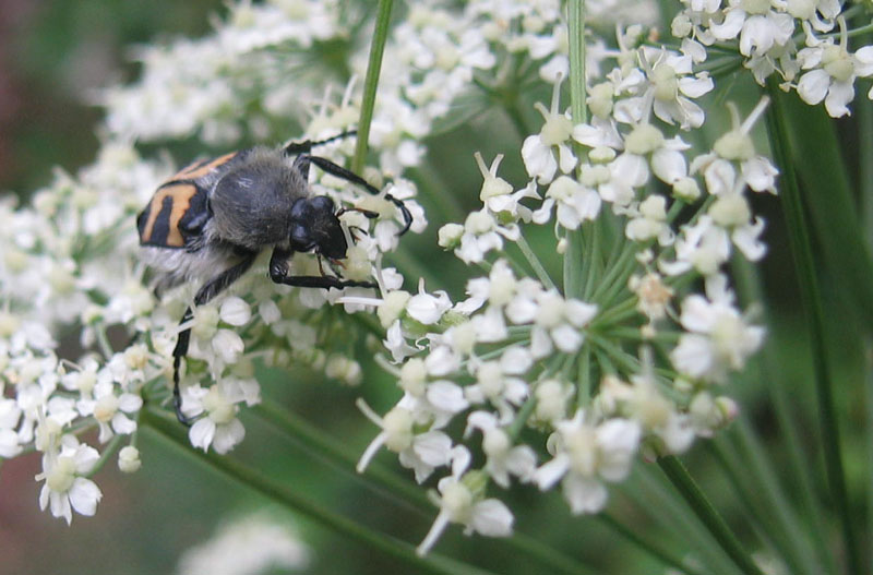 da determinare...... Trichius fasciatus