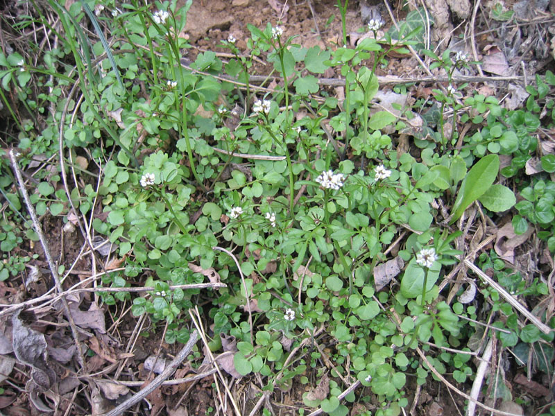 Ravina - Cardamine hirsuta