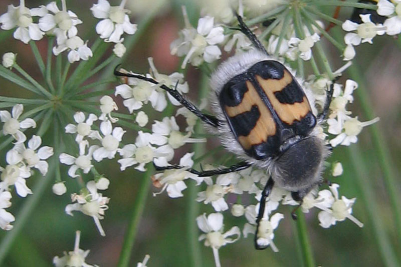 da determinare...... Trichius fasciatus