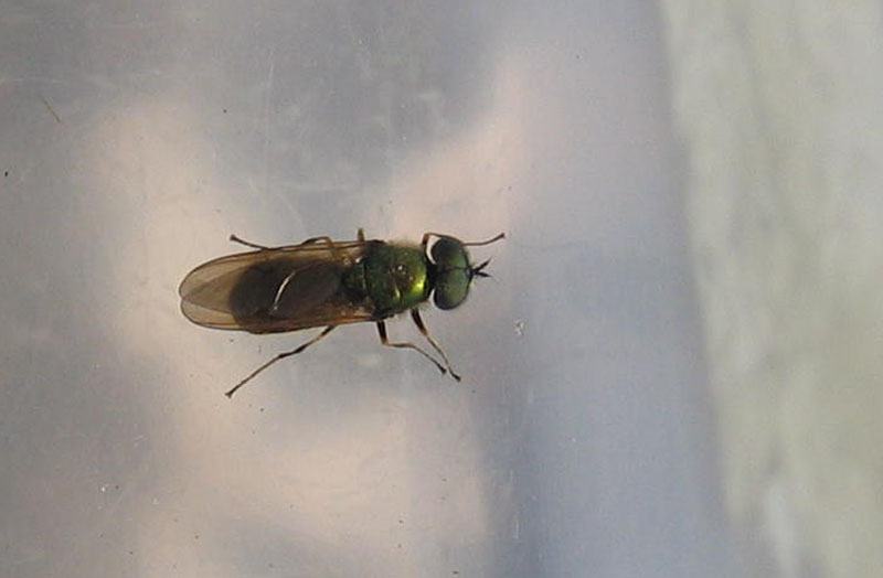 Chloromyia formosa (Stratiomyidae)
