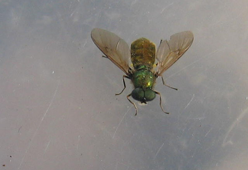 Chloromyia formosa (Stratiomyidae)