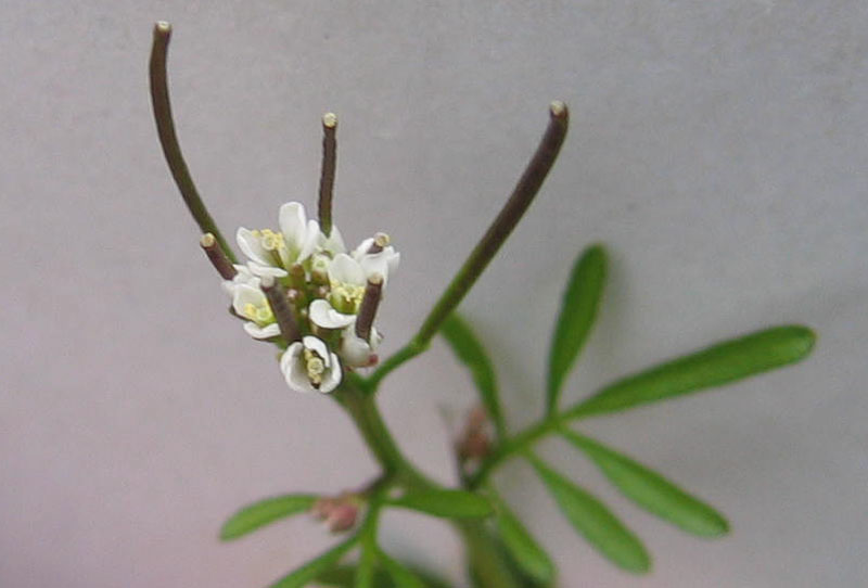 Ravina - Cardamine hirsuta