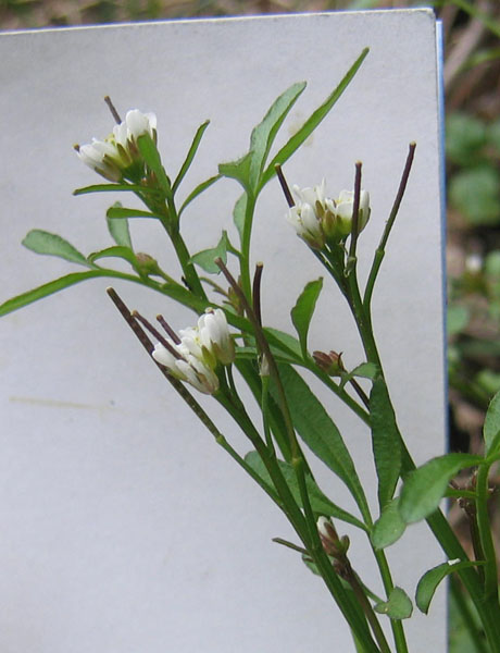 Ravina - Cardamine hirsuta