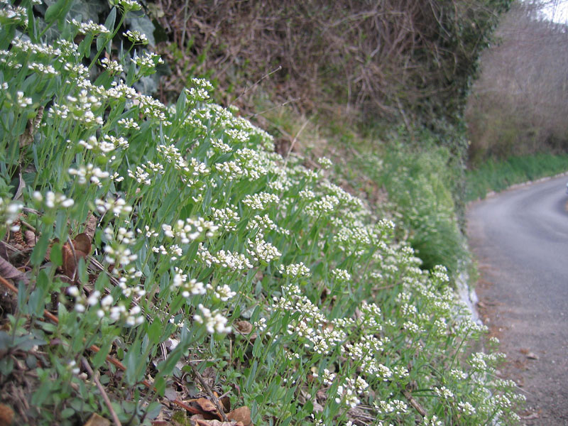 Ravina - Cardamine hirsuta