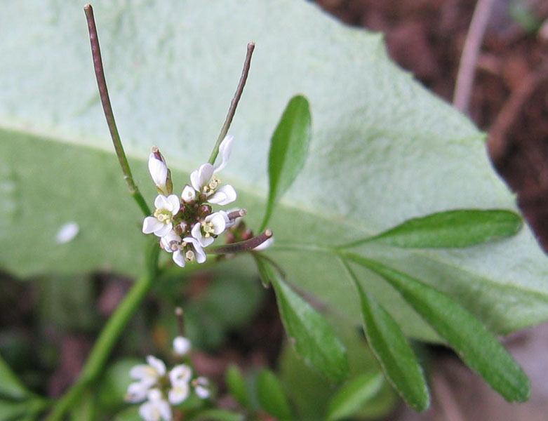 Ravina - Cardamine hirsuta