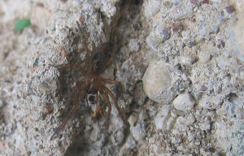 Amaurobius sp.