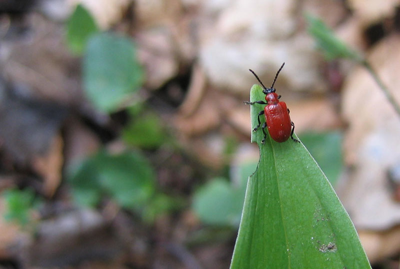 Lilioceris lilii....Chrysomelidae