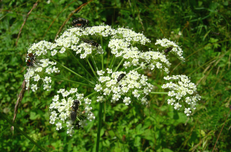 c'' posto per tanti:Cerambycidae, Buprestidae, Mordellidae .