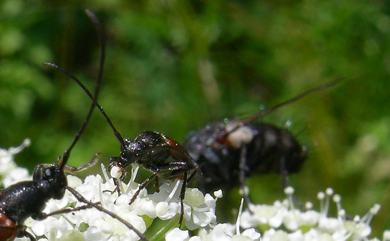 c'' posto per tanti:Cerambycidae, Buprestidae, Mordellidae .