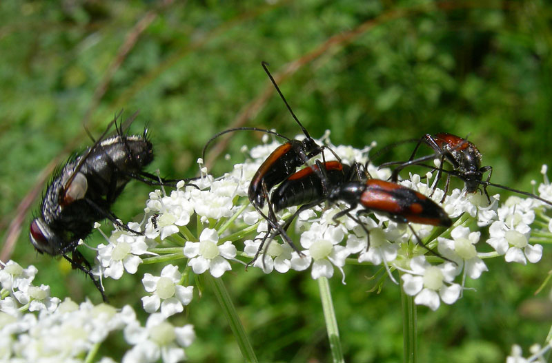 c'' posto per tanti:Cerambycidae, Buprestidae, Mordellidae .