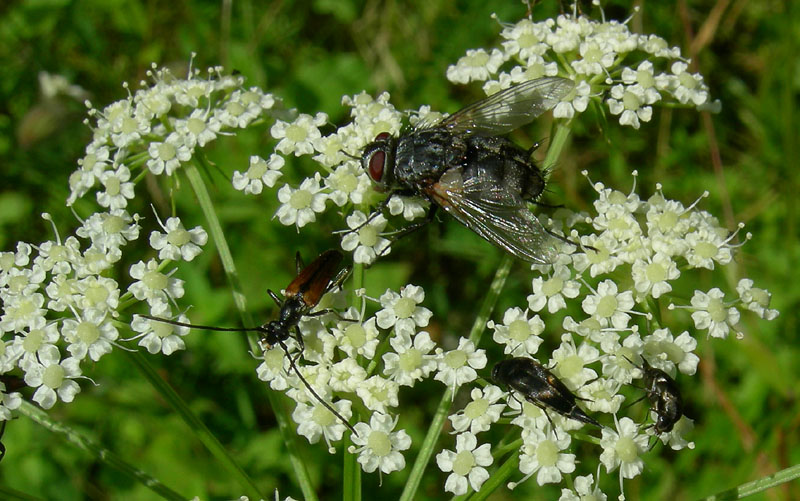 c'' posto per tanti:Cerambycidae, Buprestidae, Mordellidae .